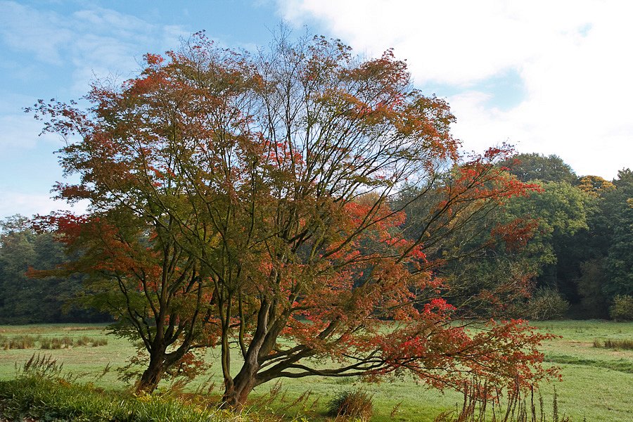 Herbstlicher Baum