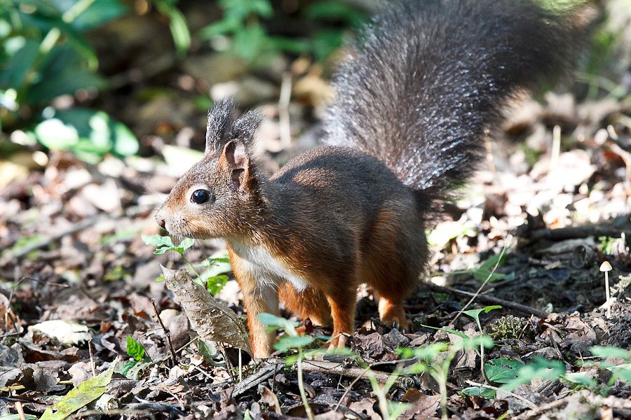 Eichhörnchen