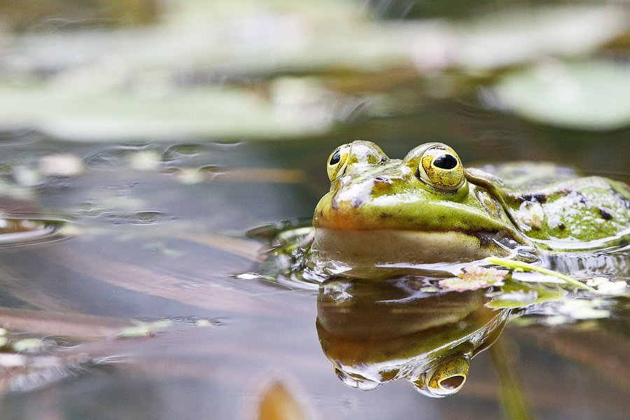 Frosch